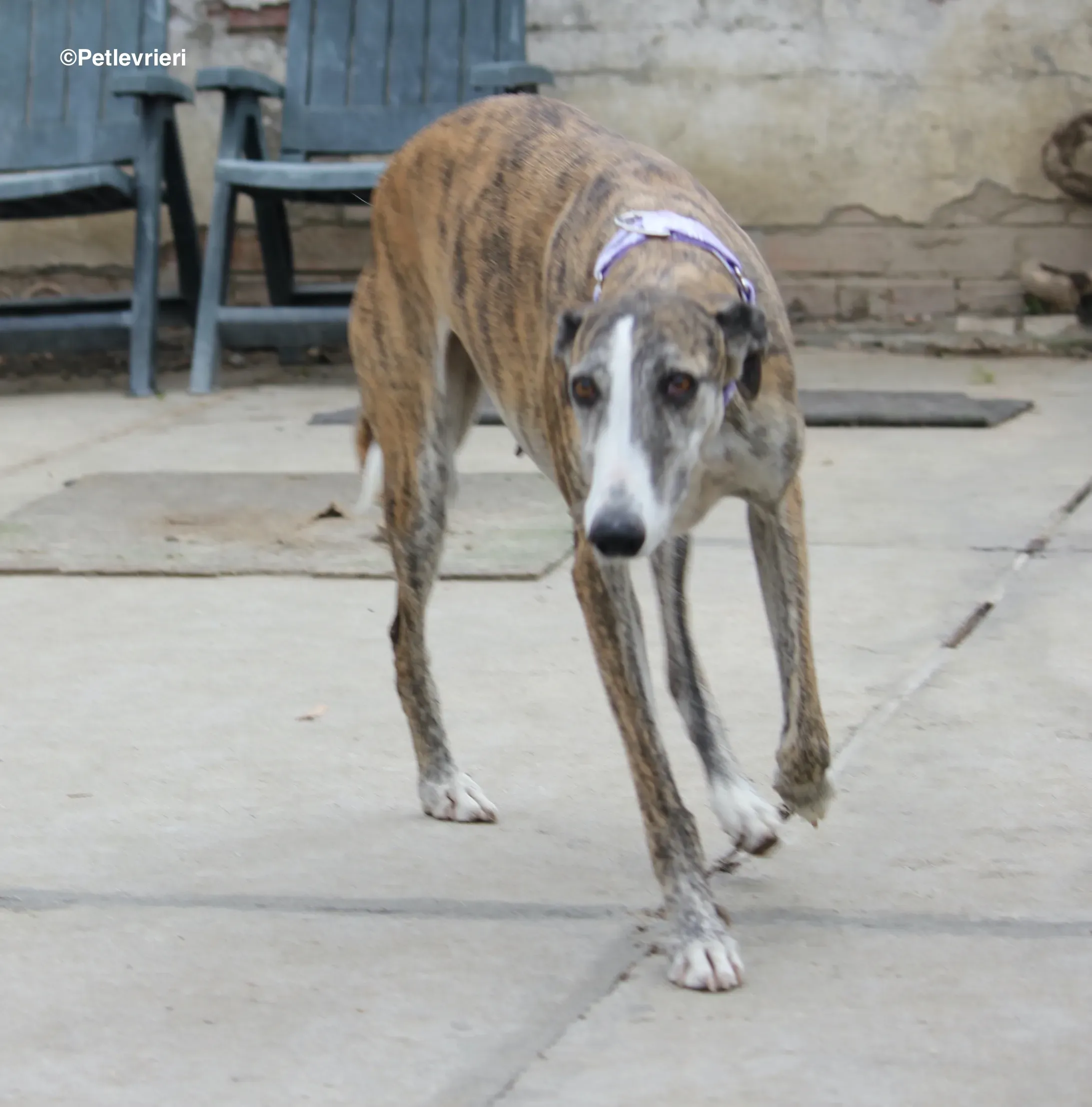 Elvira adozione levrieri galgo 06