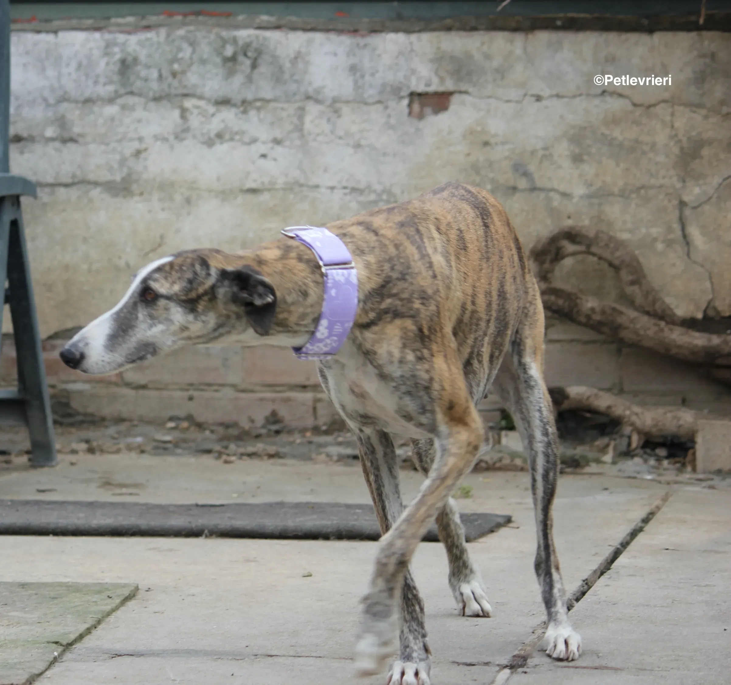 Elvira adozione levrieri galgo 07