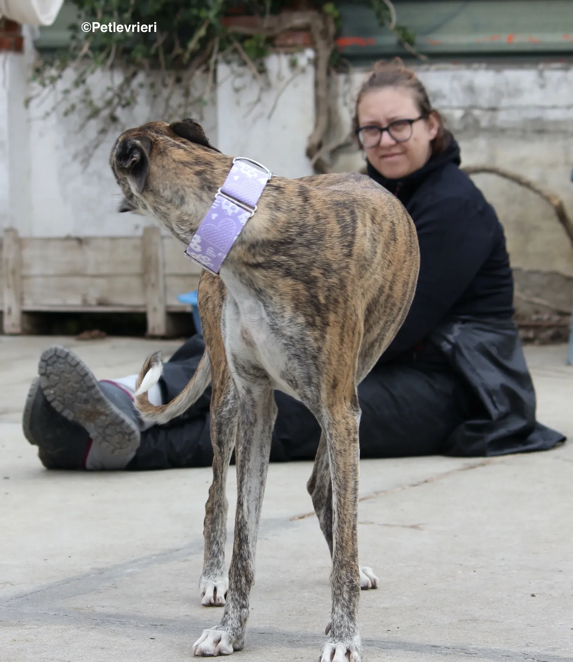 Elvira adozione levrieri galgo 08
