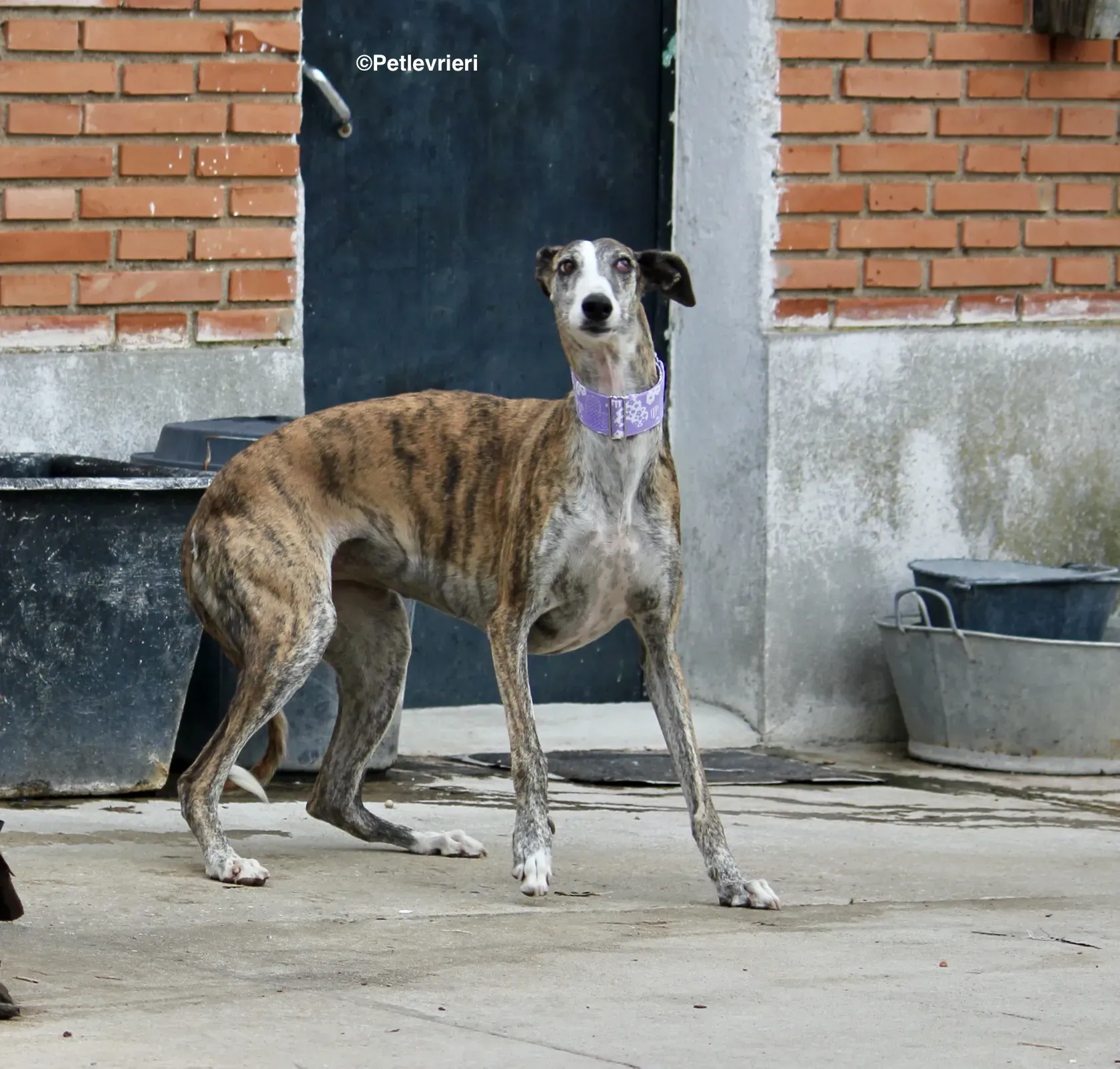 Elvira adozione levrieri galgo 09