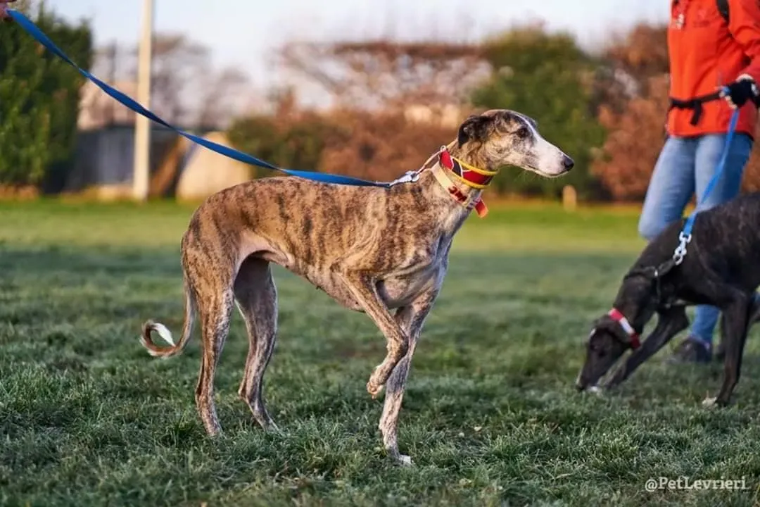 Elvira adozione levrieri galgo 00