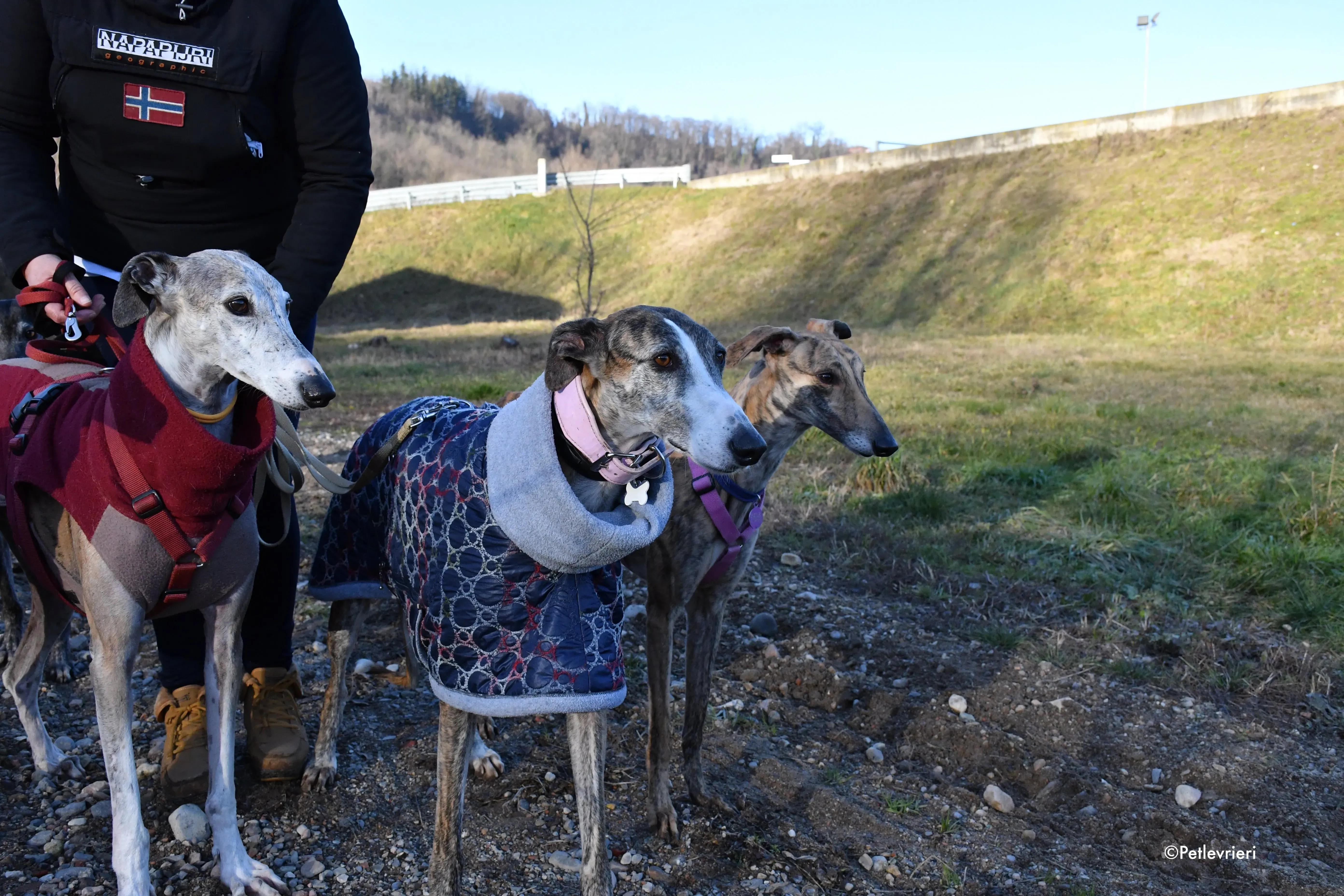 Elvira adozione levrieri galgo 10