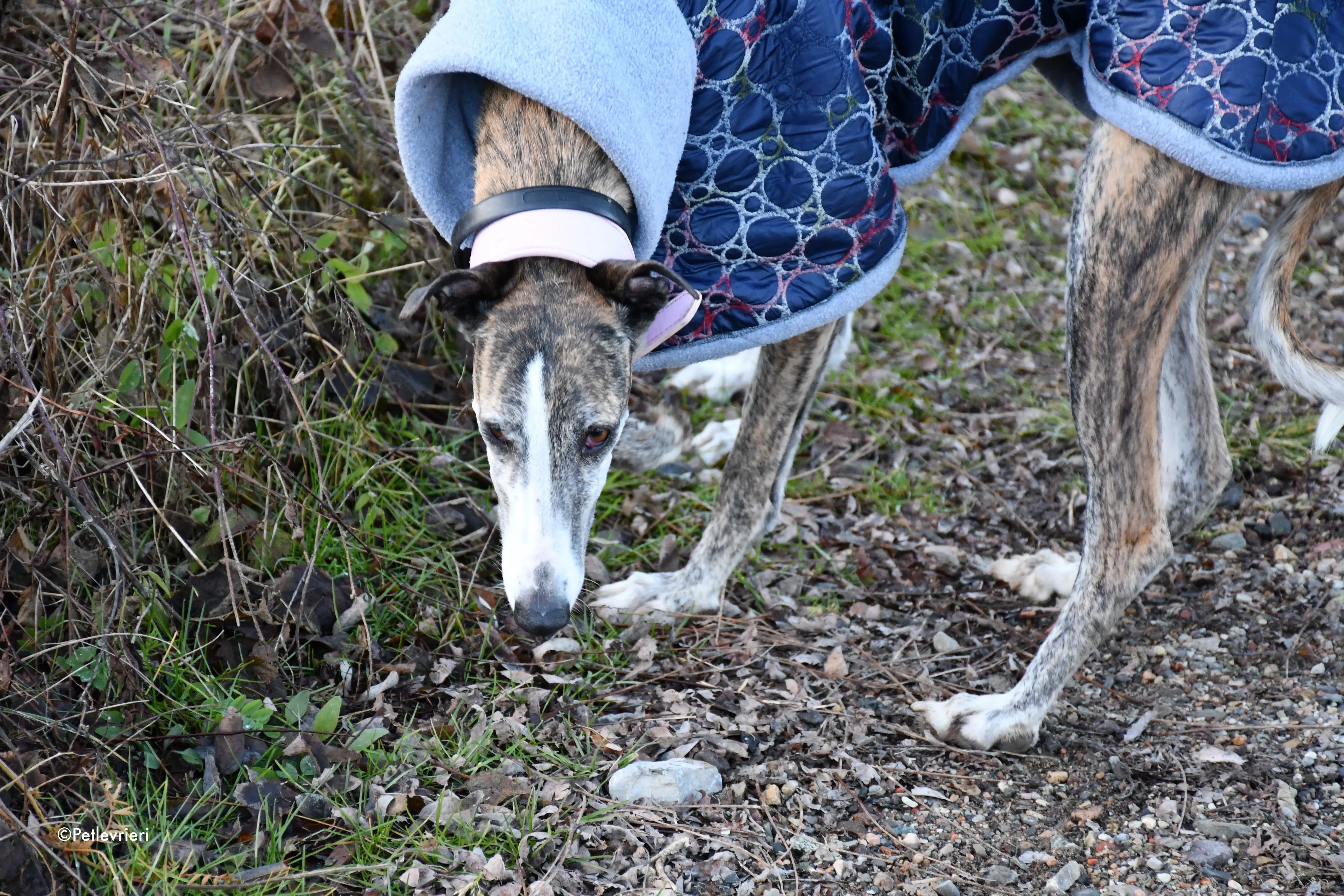Elvira adozione levrieri galgo 11