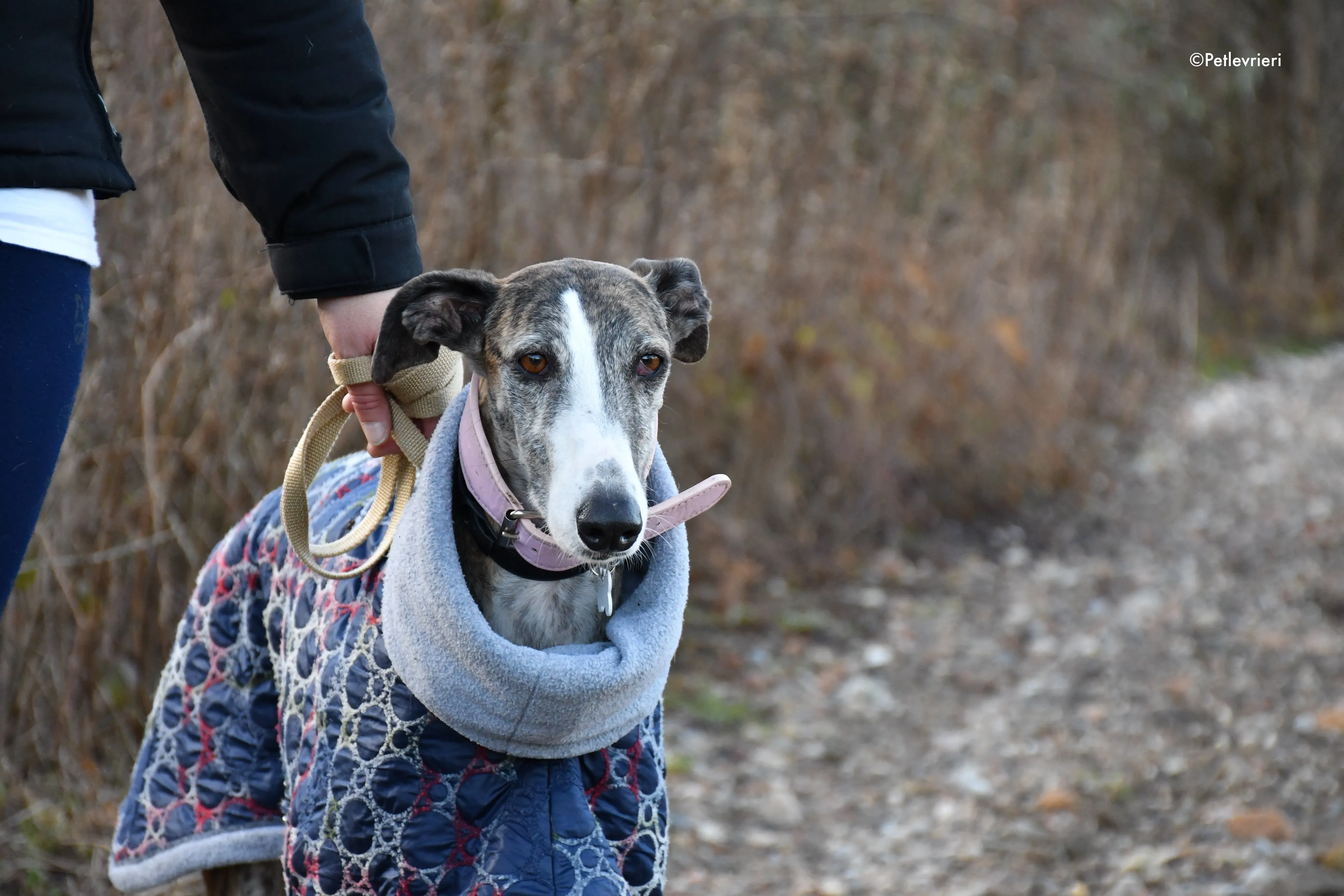 Elvira adozione levrieri galgo 15