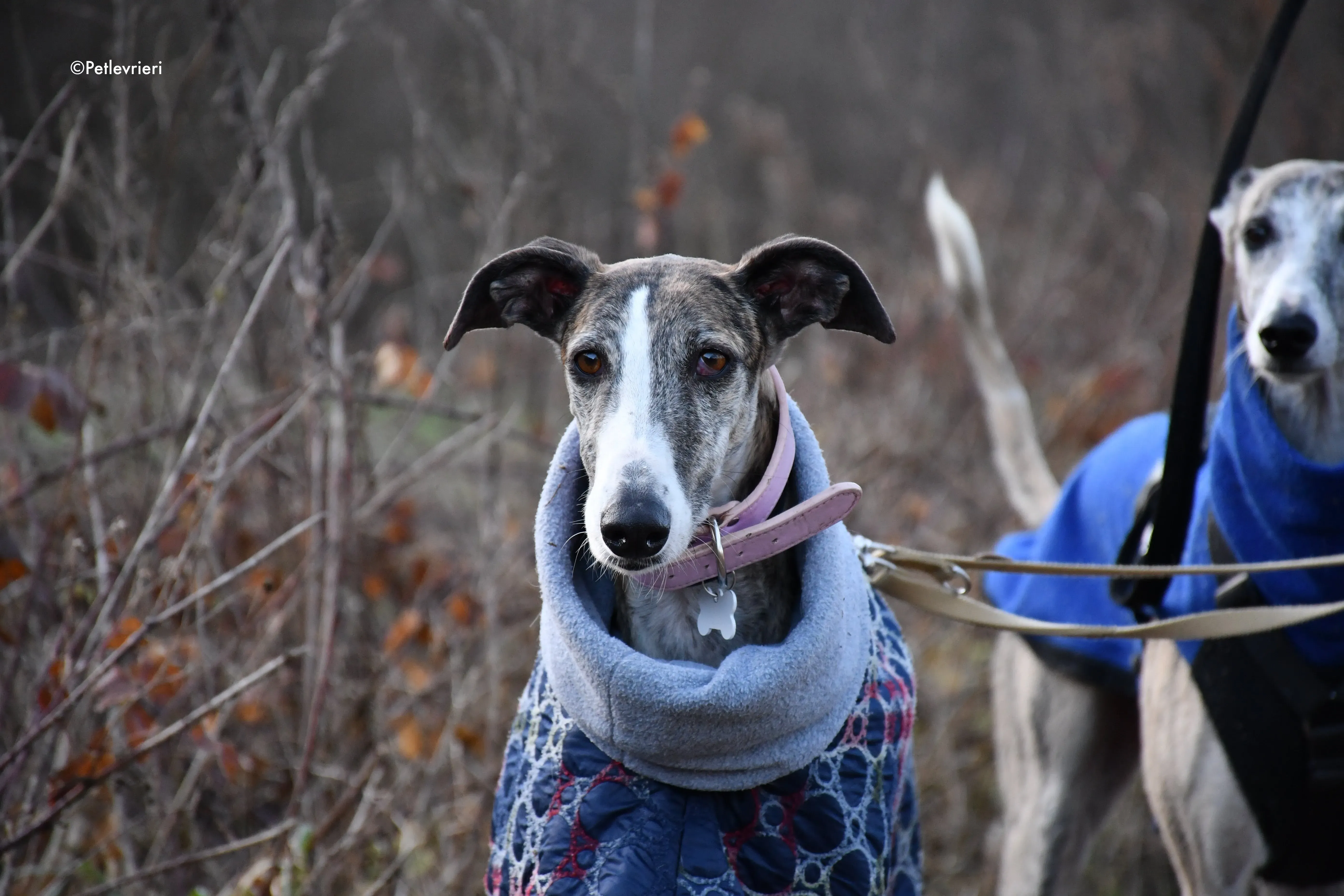 Elvira adozione levrieri galgo 16