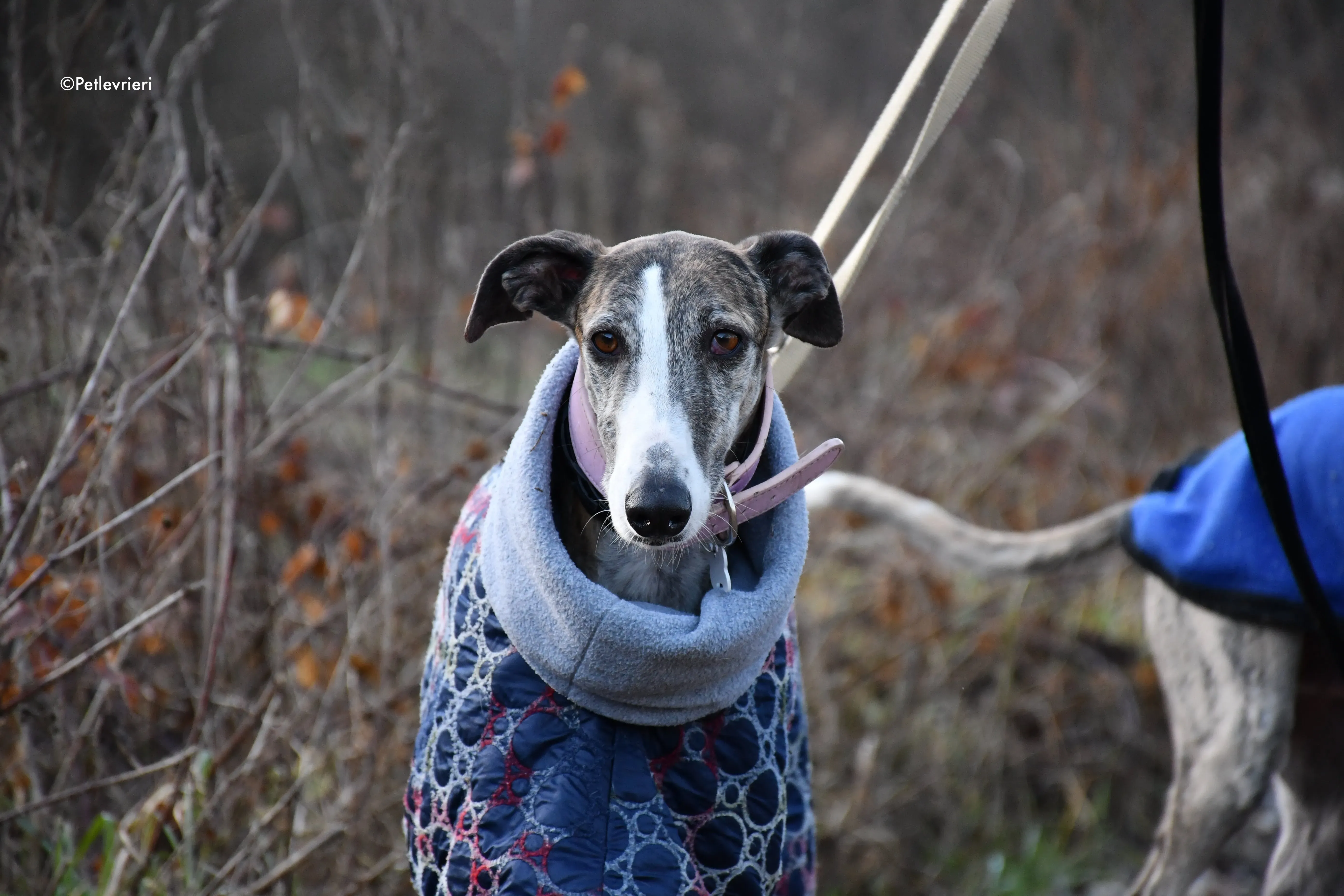 Elvira adozione levrieri galgo 17
