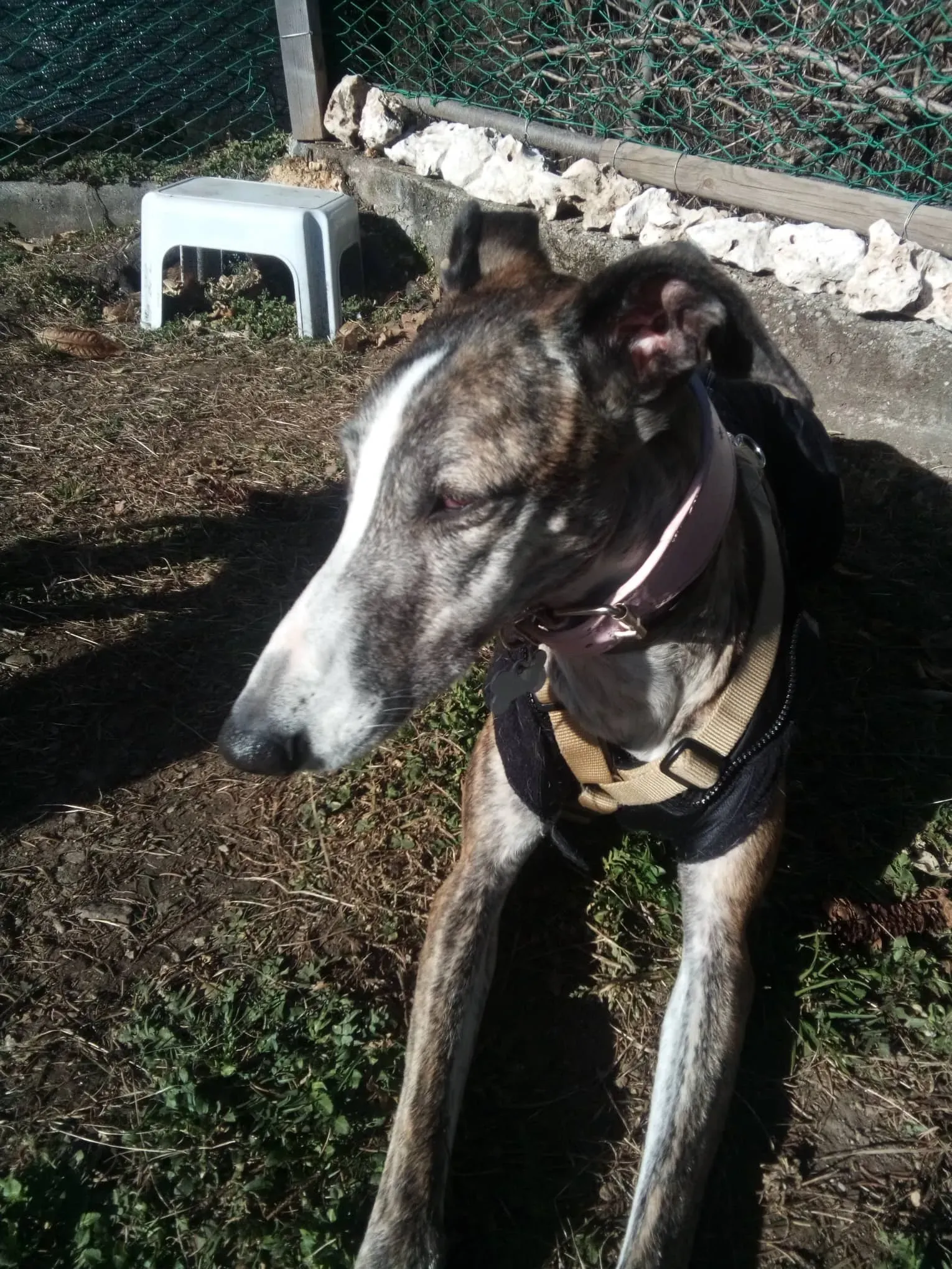 Elvira adozione levrieri galgo 01