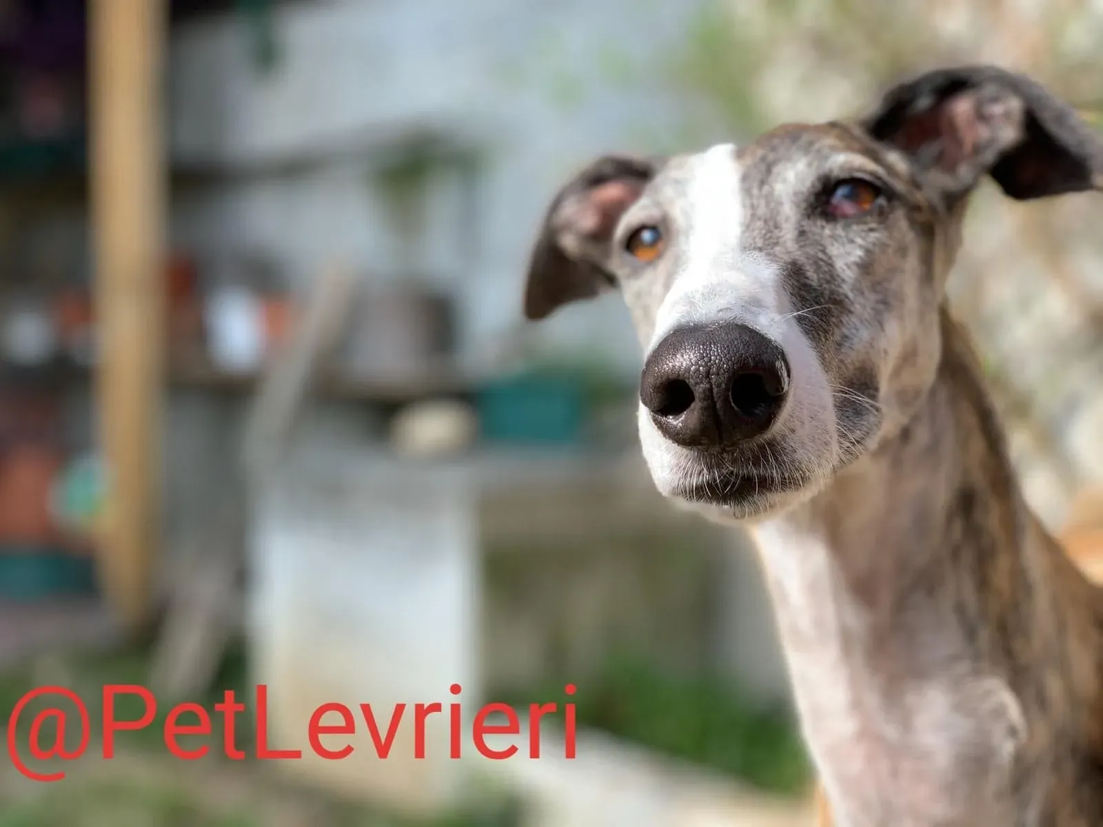 Elvira adozione levrieri galgo 20