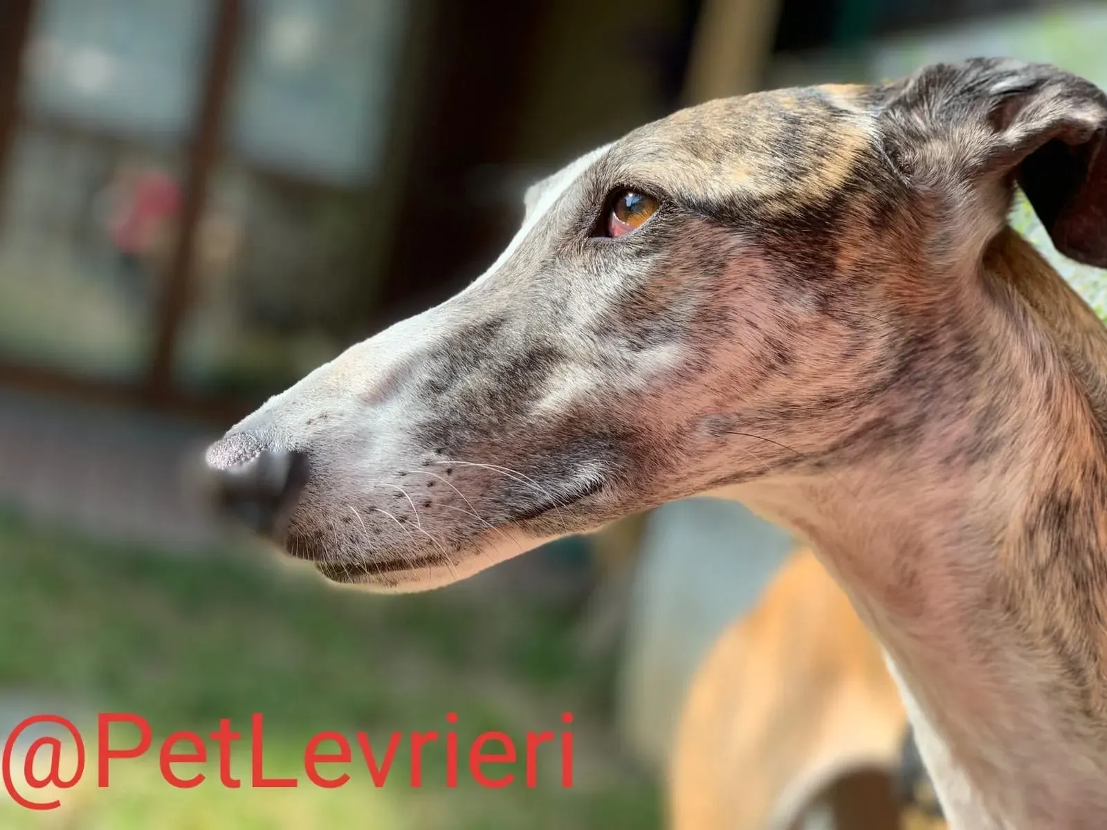 Elvira adozione levrieri galgo 21