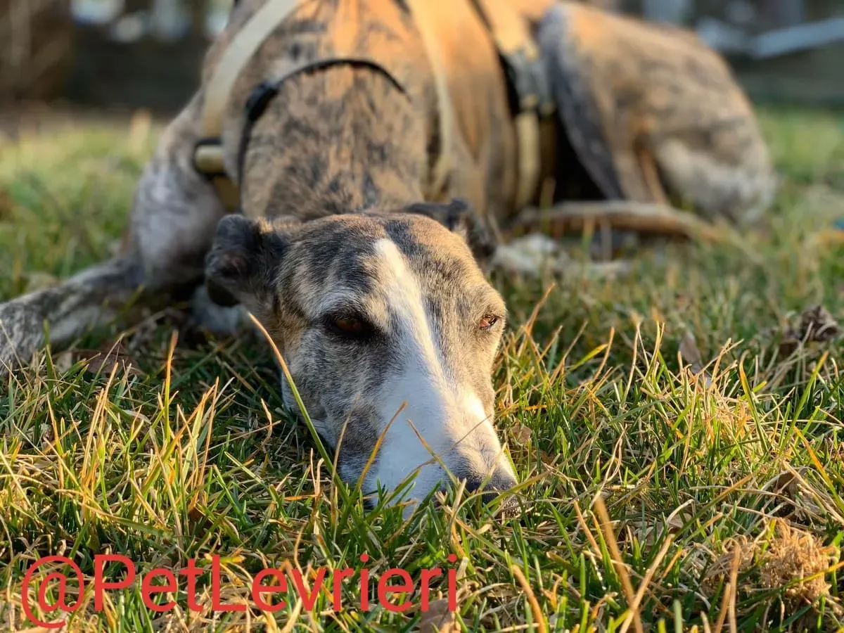 Elvira adozione levrieri galgo 22