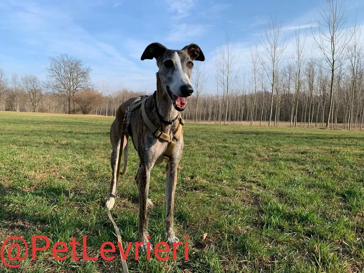 Elvira adozione levrieri galgo 23