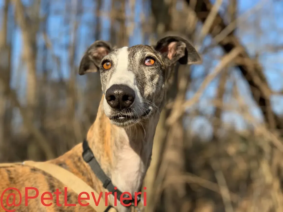 Elvira adozione levrieri galgo 24