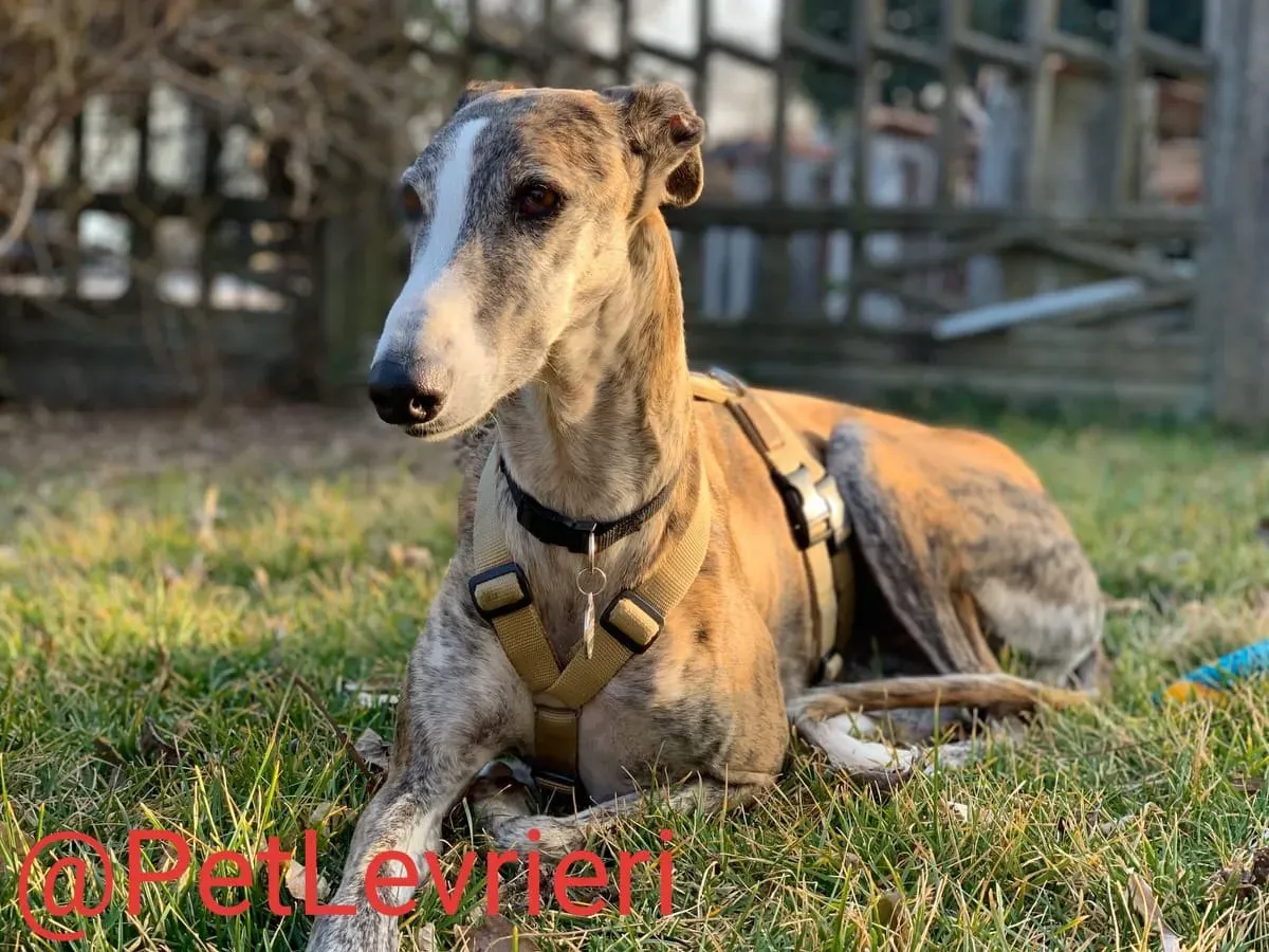 Elvira adozione levrieri galgo 25