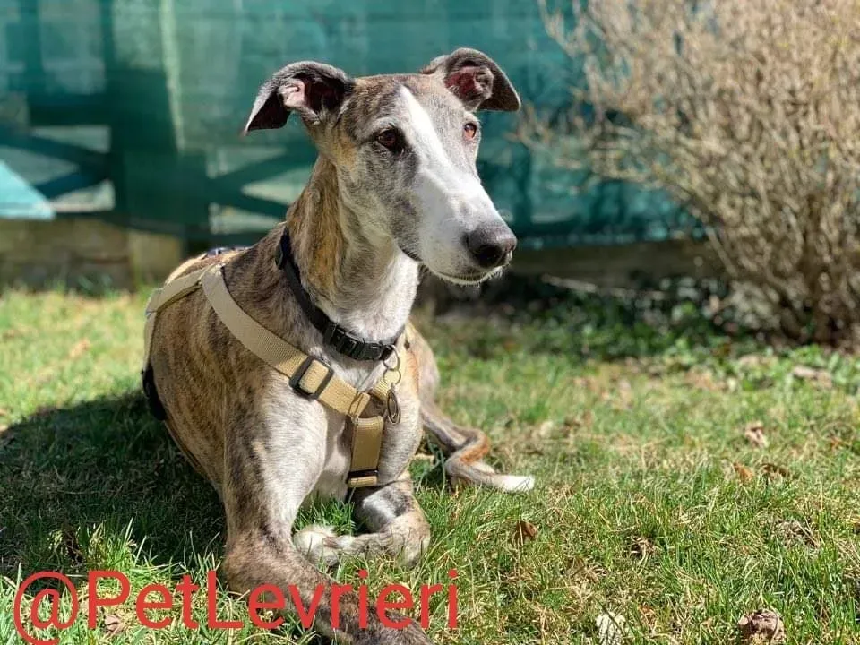 Elvira adozione levrieri galgo 30