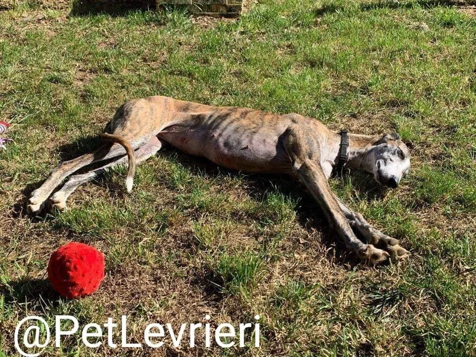Elvira adozione levrieri galgo 31