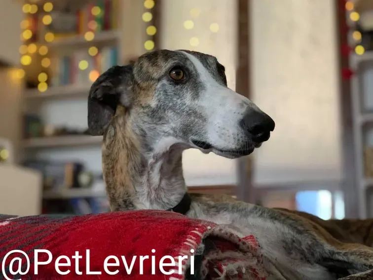 Elvira adozione levrieri galgo 32