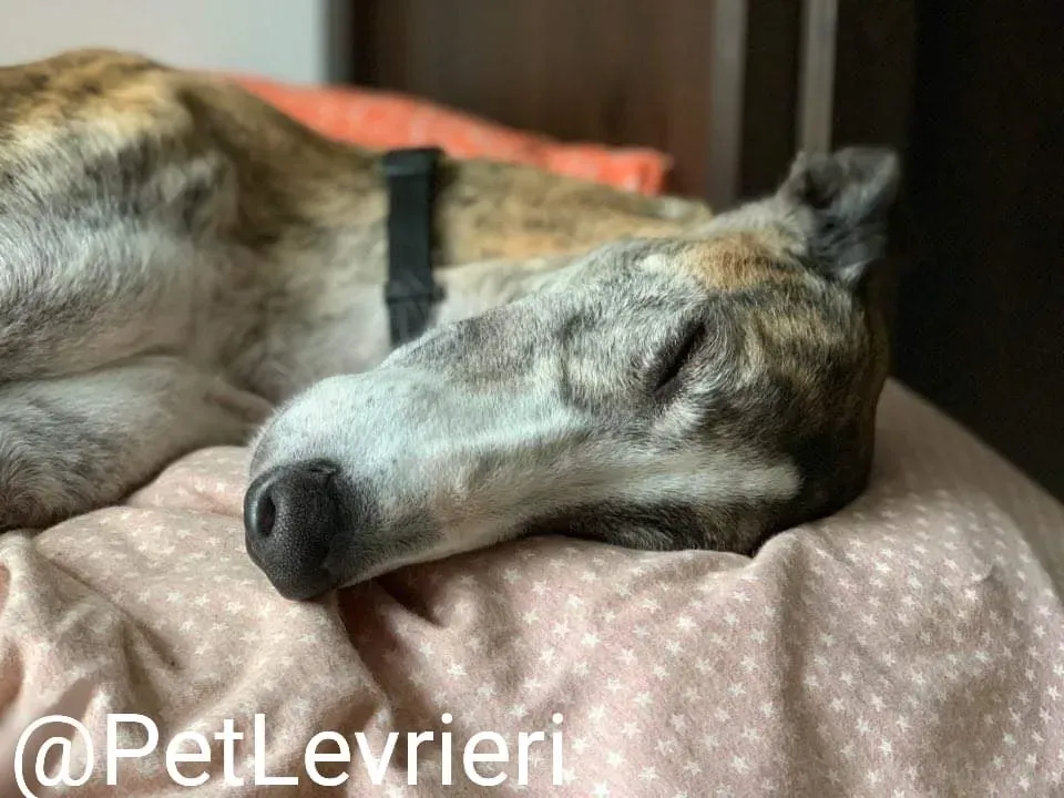 Elvira adozione levrieri galgo 33