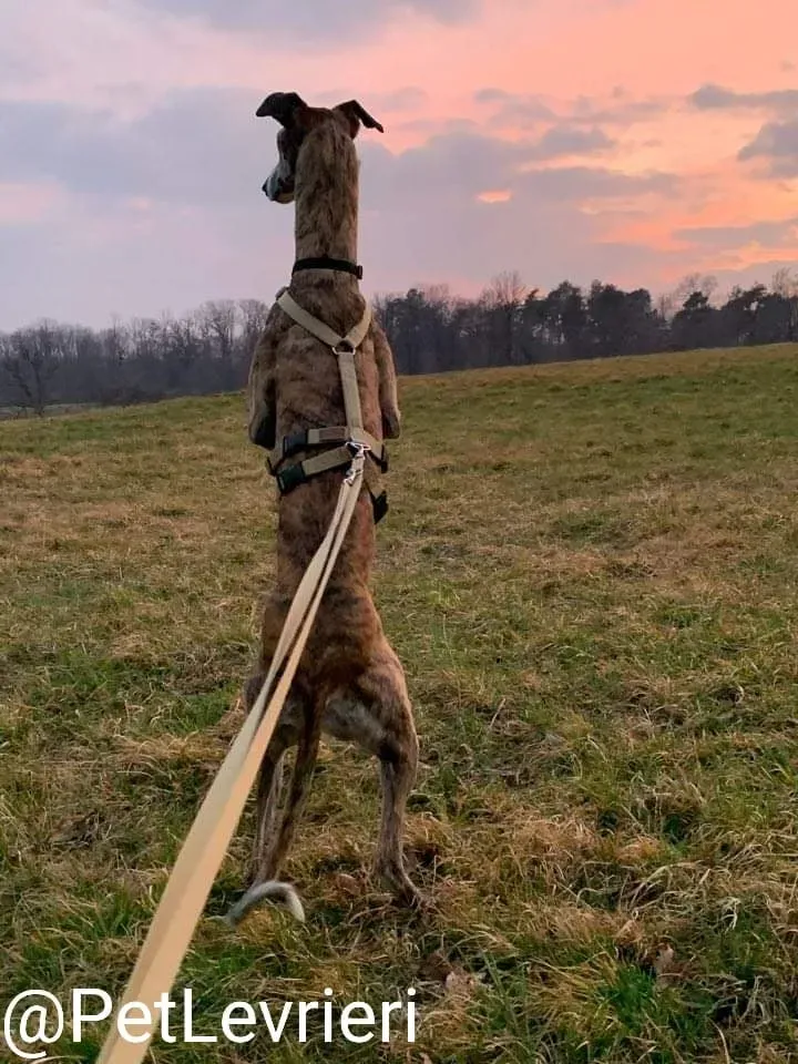 Elvira adozione levrieri galgo 34