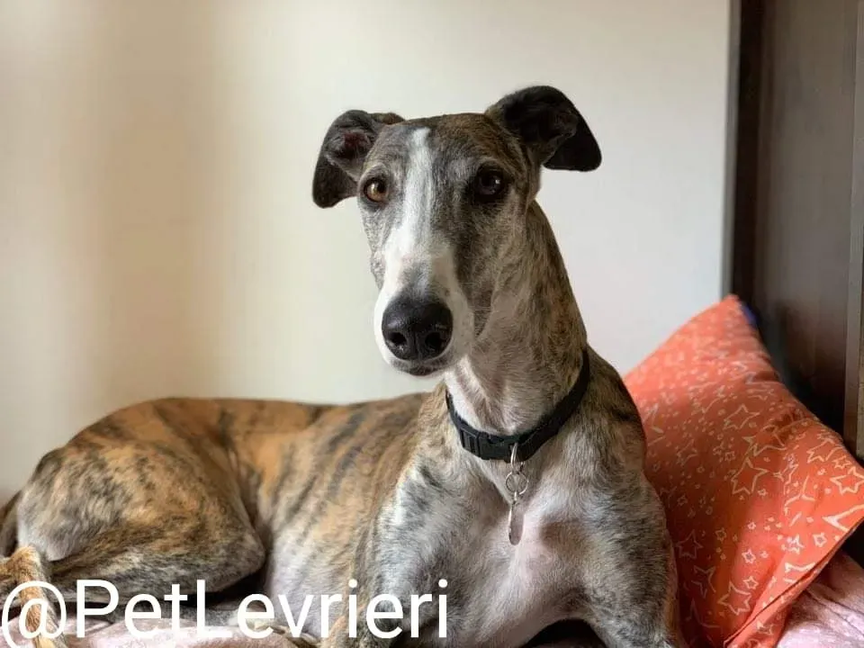 Elvira adozione levrieri galgo 35