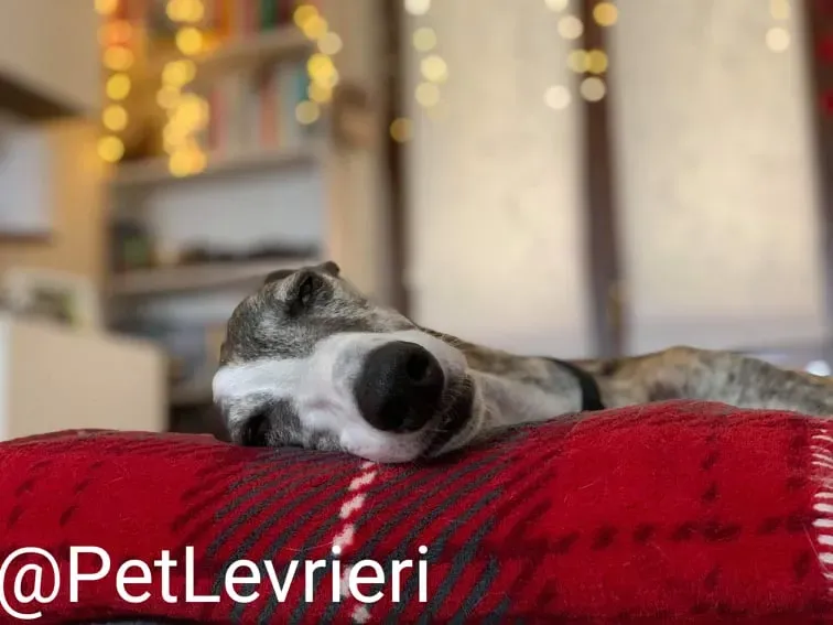 Elvira adozione levrieri galgo 36