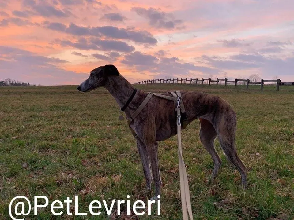 Elvira adozione levrieri galgo 37