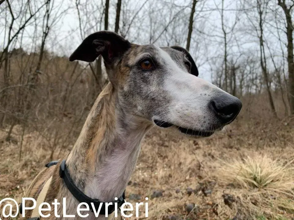 Elvira adozione levrieri galgo 39