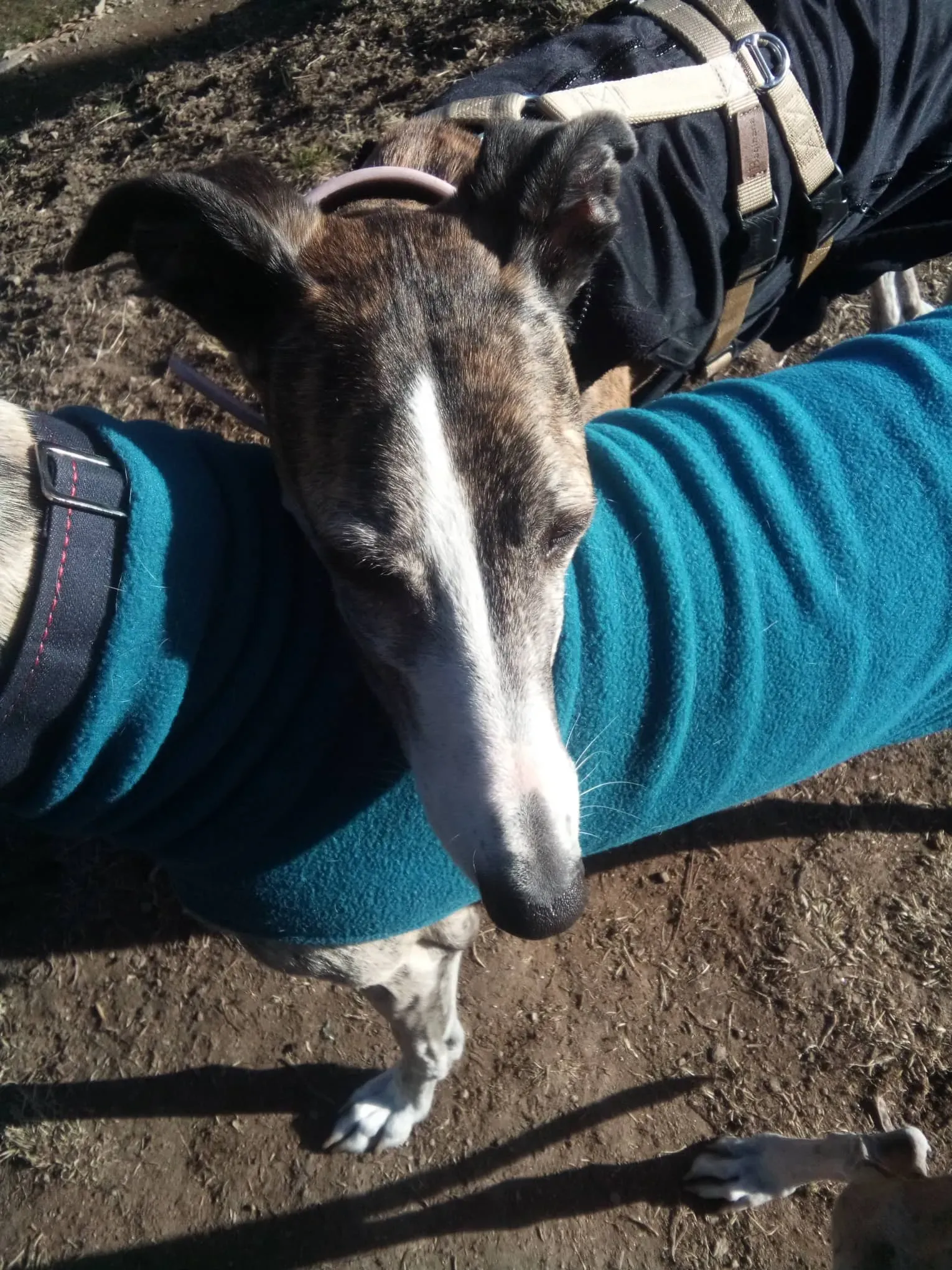 Elvira adozione levrieri galgo 03