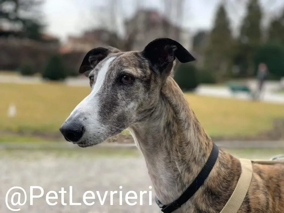 Elvira adozione levrieri galgo 40
