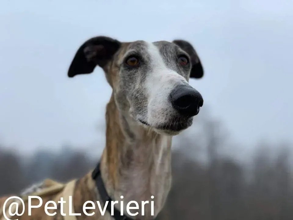 Elvira adozione levrieri galgo 41