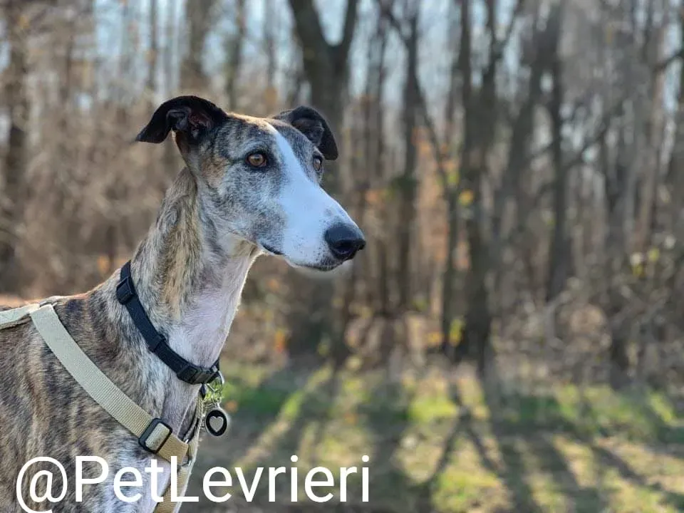 Elvira adozione levrieri galgo 42