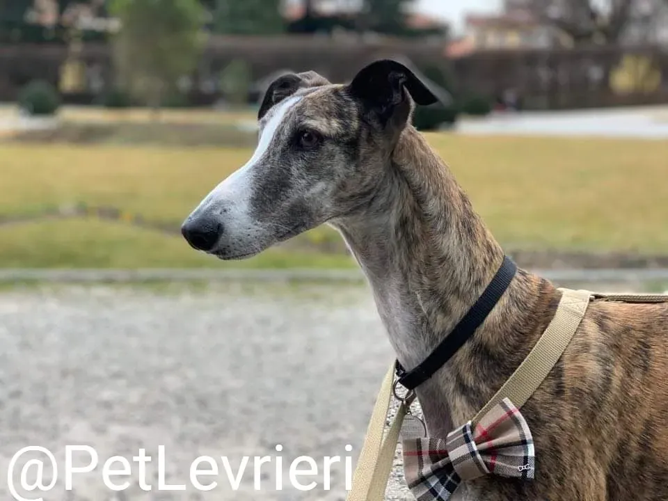 Elvira adozione levrieri galgo 43