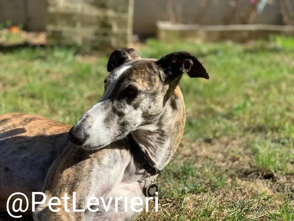 Elvira adozione levrieri galgo 44