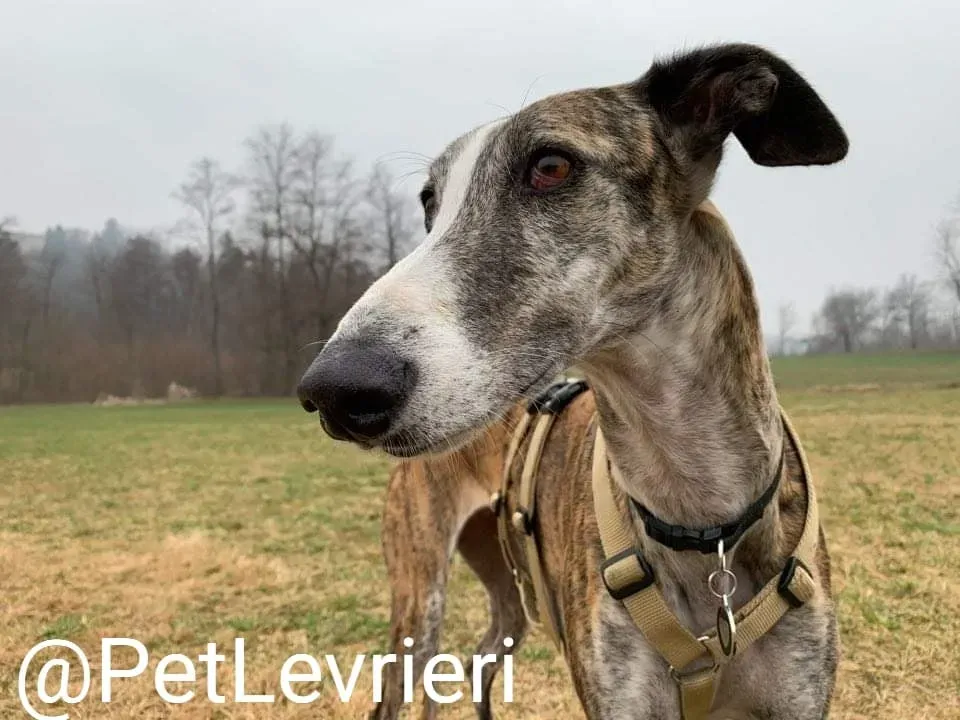 Elvira adozione levrieri galgo 45