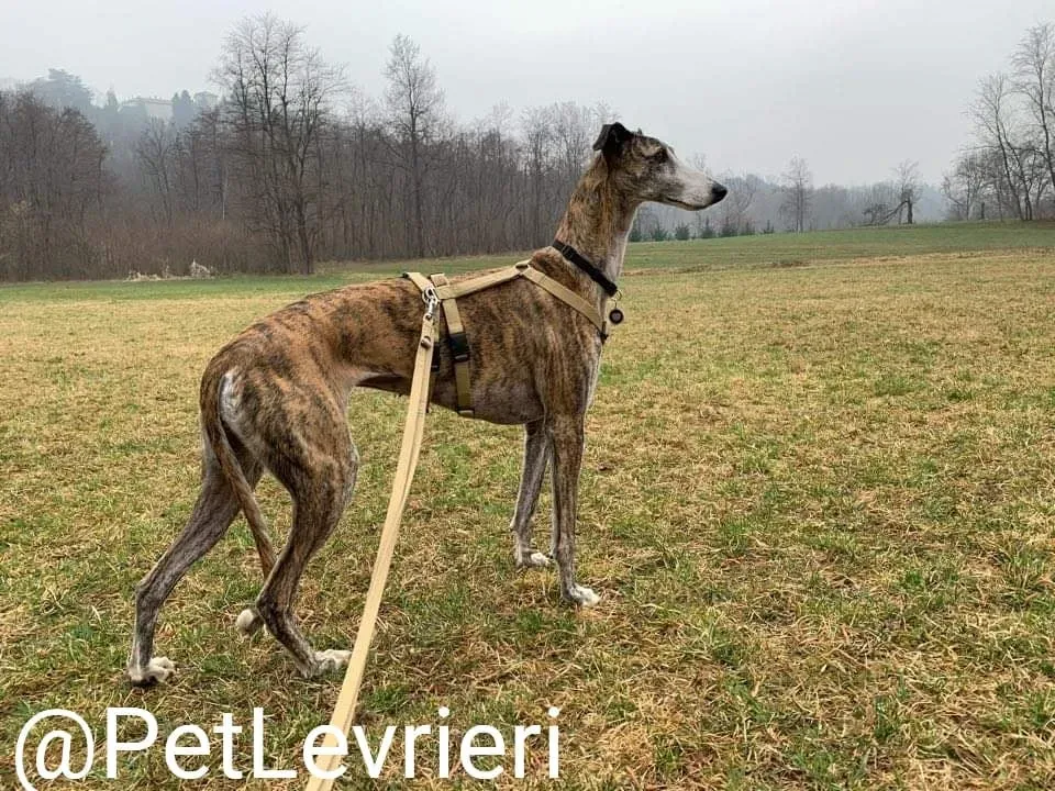 Elvira adozione levrieri galgo 46