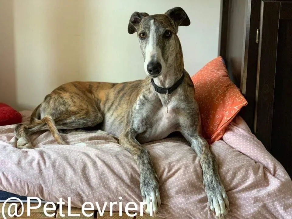 Elvira adozione levrieri galgo 47