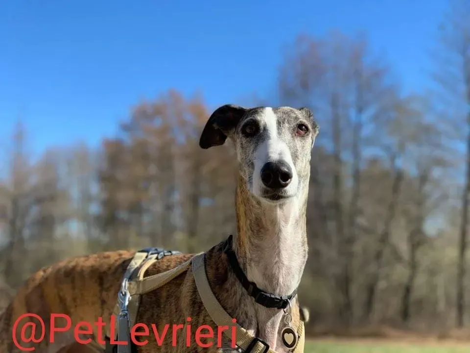 Elvira adozione levrieri galgo 48
