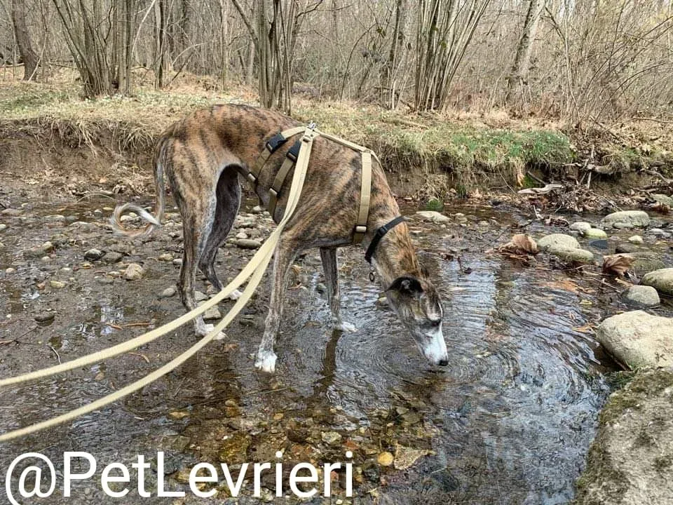 Elvira adozione levrieri galgo 49