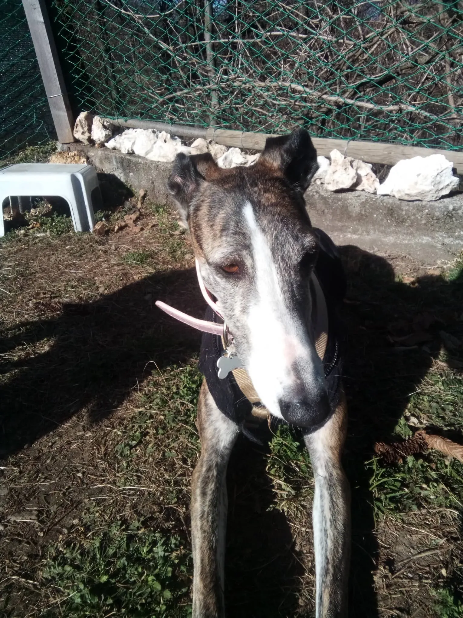 Elvira adozione levrieri galgo 02