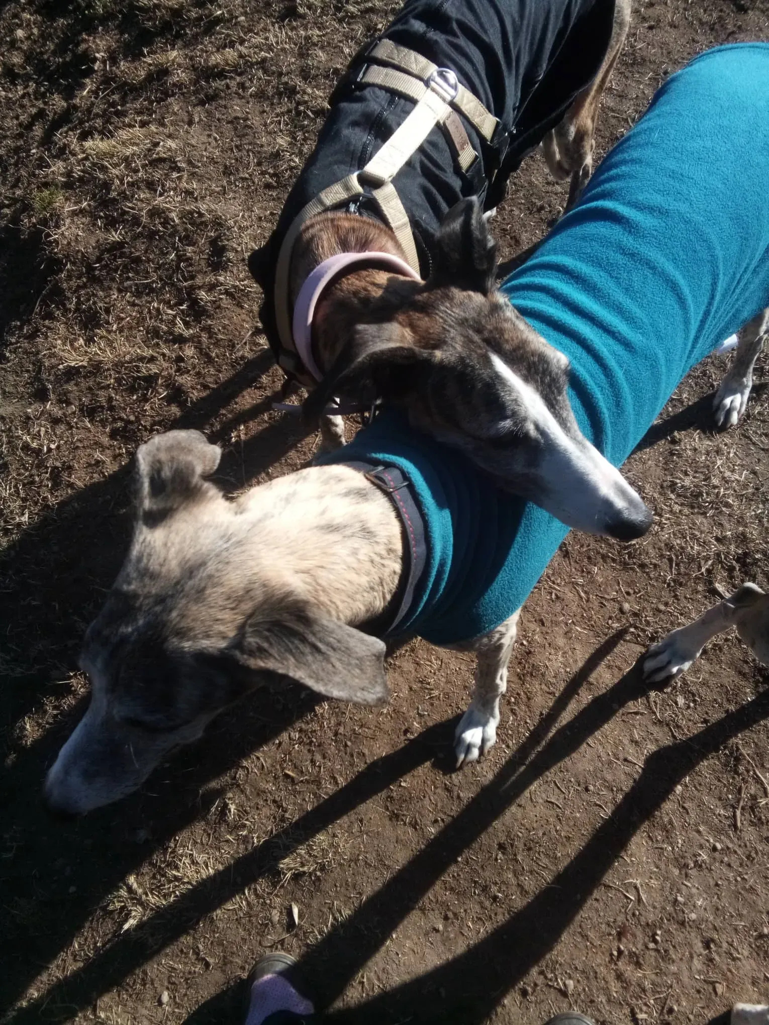 Elvira adozione levrieri galgo 04