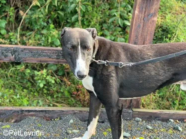Elvis adozione levrieri greyhound 1