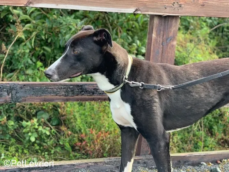 Elvis adozione levrieri greyhound 2