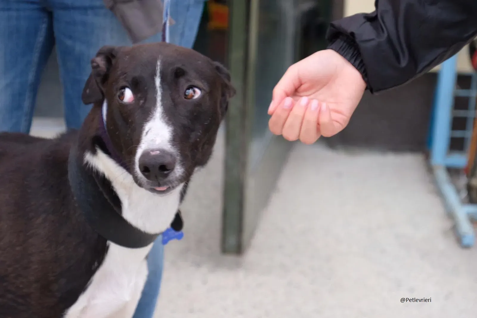 Elvis lurcher adozioni pet levrieri 1