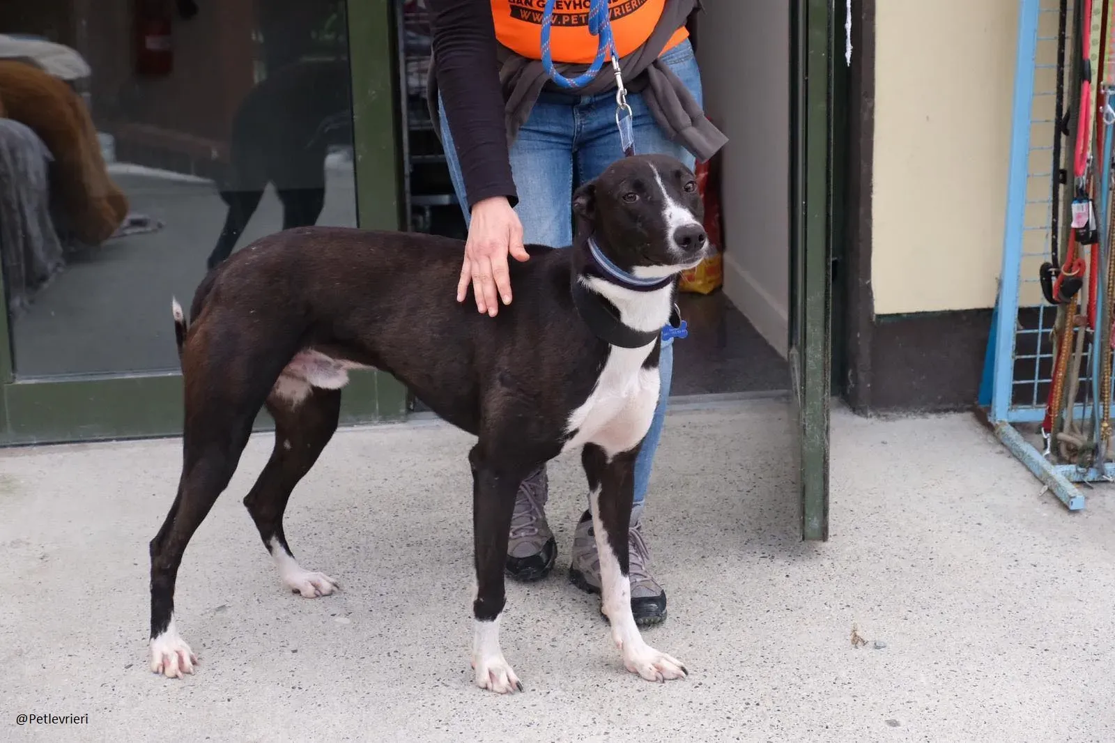 Elvis lurcher adozioni pet levrieri 10