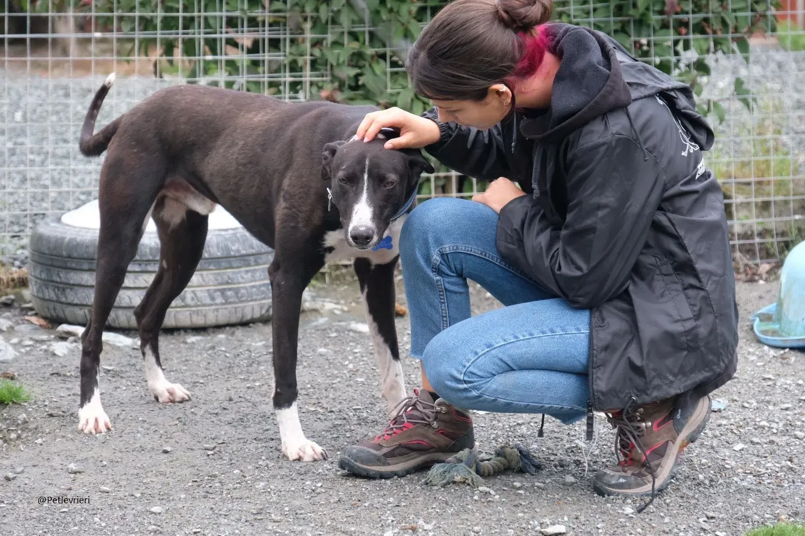 Elvis lurcher adozioni pet levrieri 11