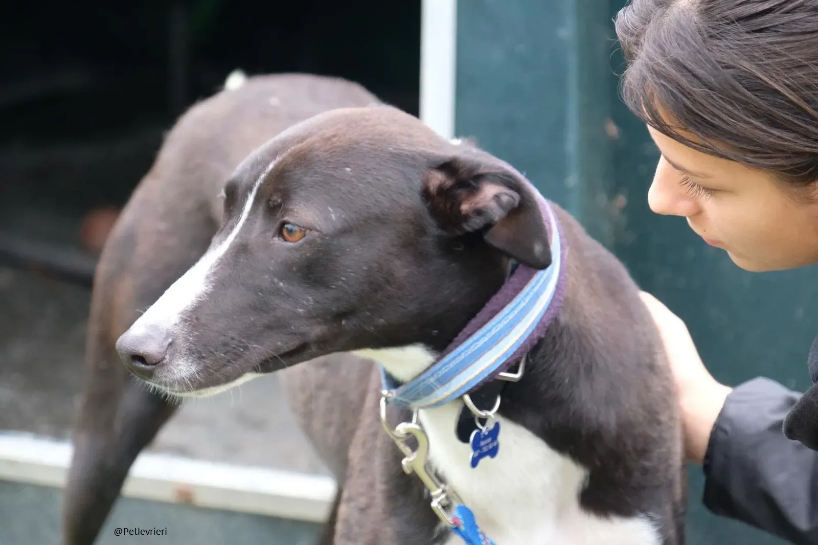 Elvis lurcher adozioni pet levrieri 12