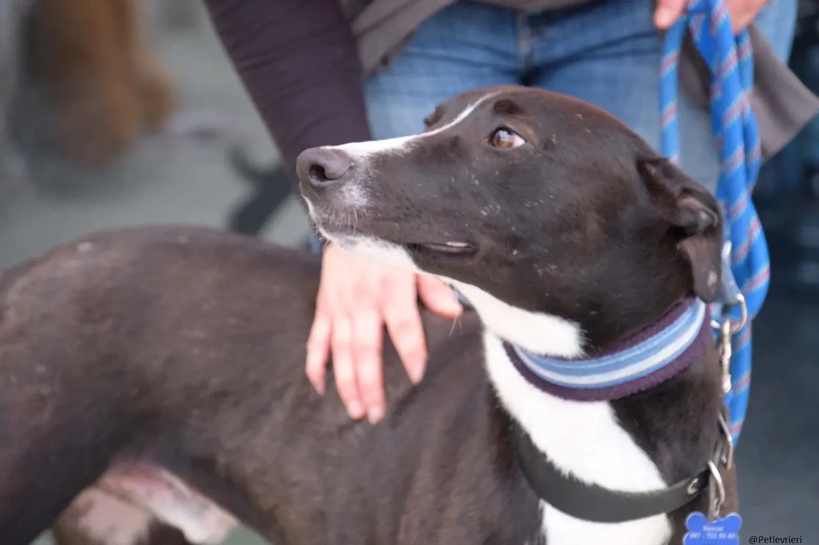 Elvis lurcher adozioni pet levrieri 13