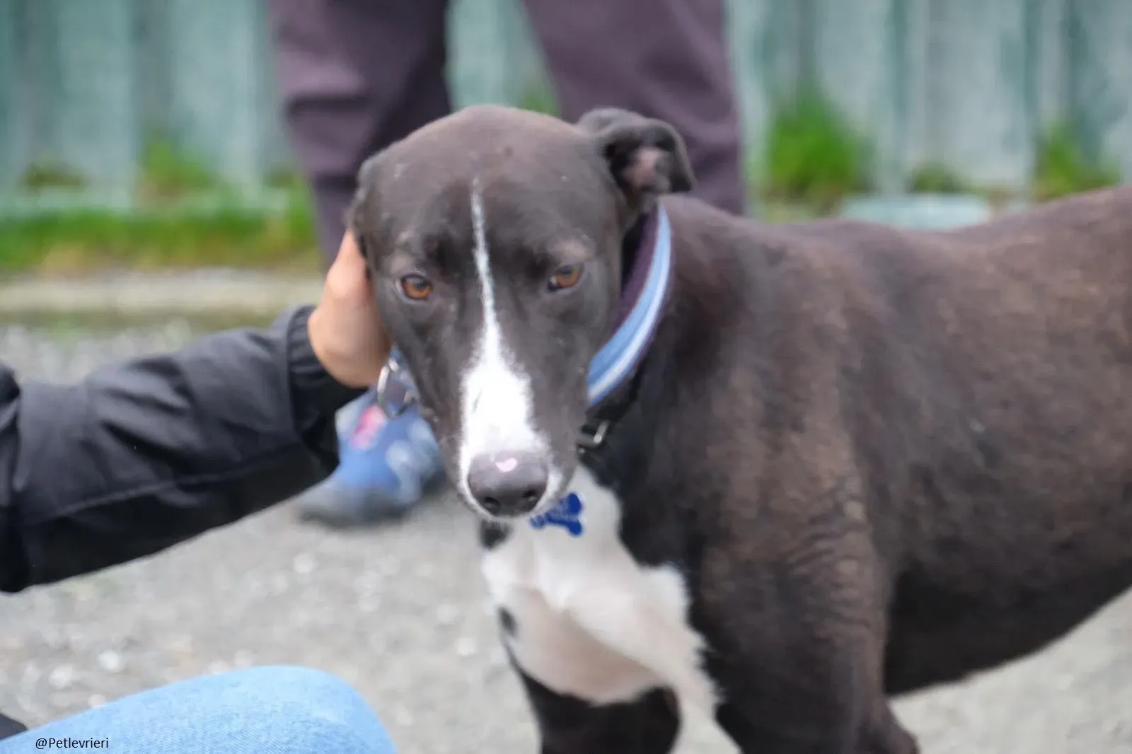 Elvis lurcher adozioni pet levrieri 14
