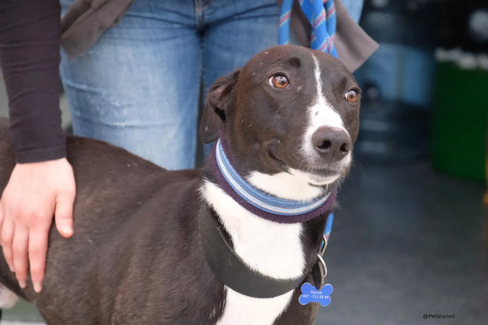 Elvis lurcher adozioni pet levrieri 15