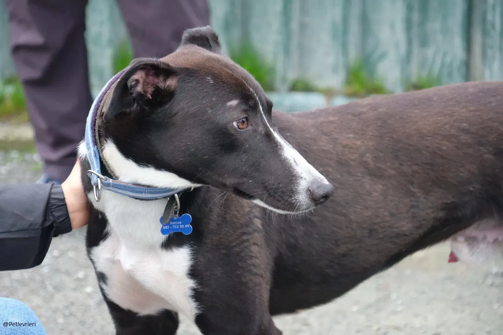 Elvis lurcher adozioni pet levrieri 16