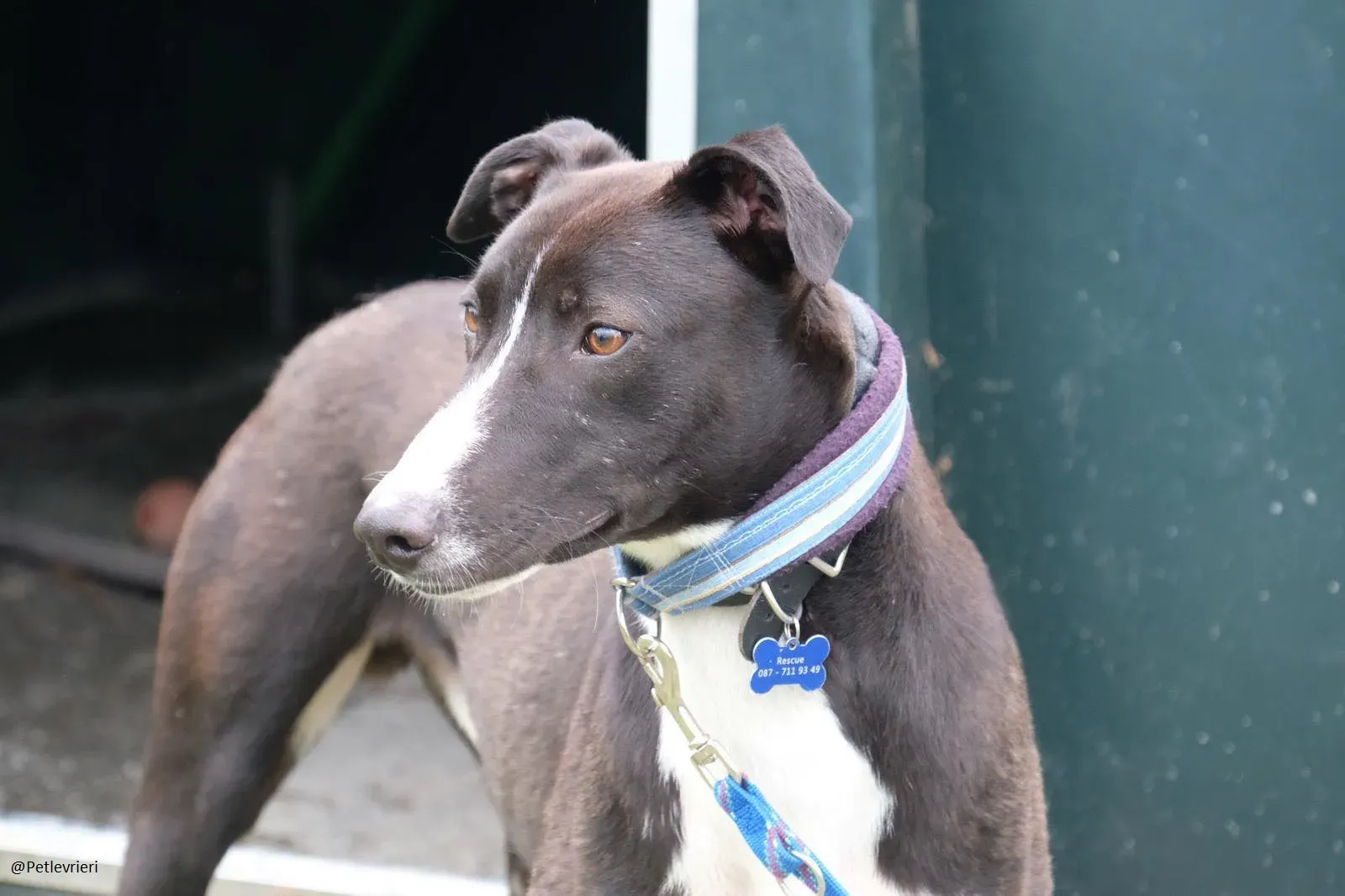 Elvis lurcher adozioni pet levrieri 17